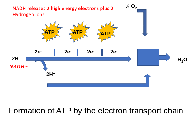 Electron Transport System