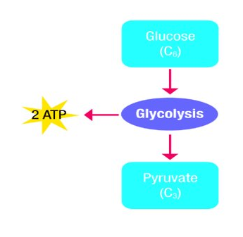 Glycolysis 1