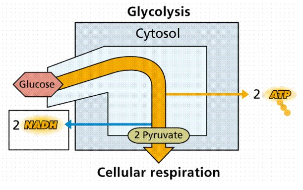 Glycolysis 2