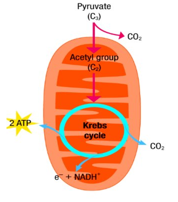 Krebs Cycle