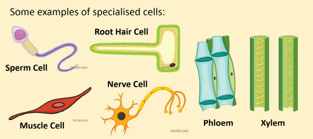 Plant Cell