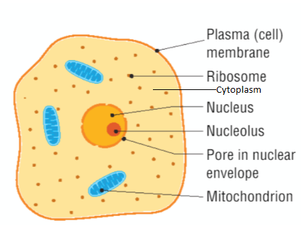 Animal Cell