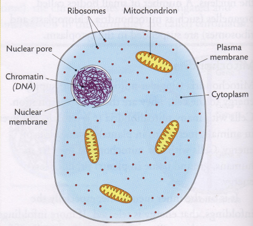 Animal Cell Ultra-Structure