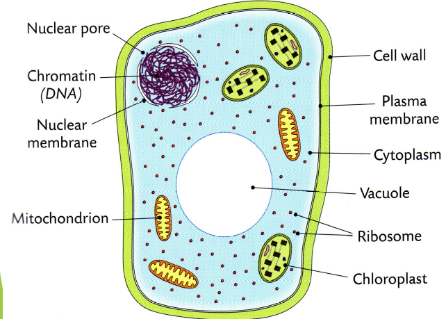 Plant Cell Ultra-Structure