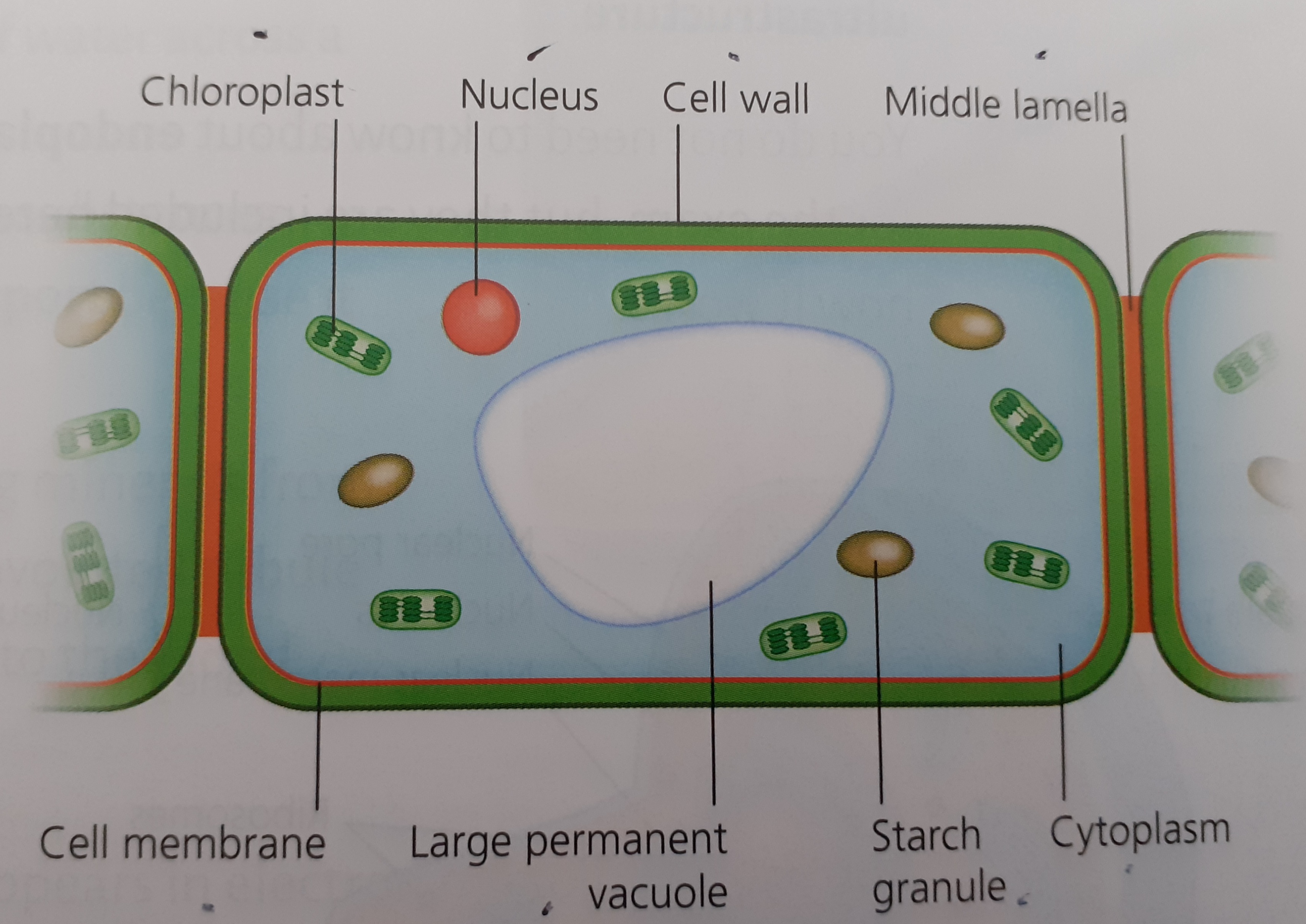 Plant Cell