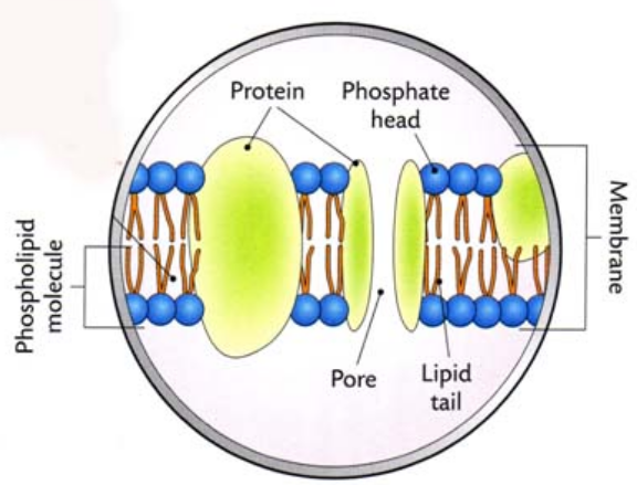 Cell Membrane