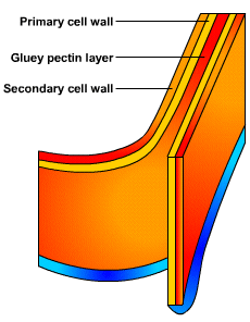 Cell Wall