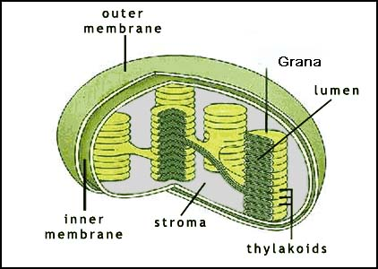 Chloroplast 2