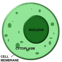 Cytoplasm