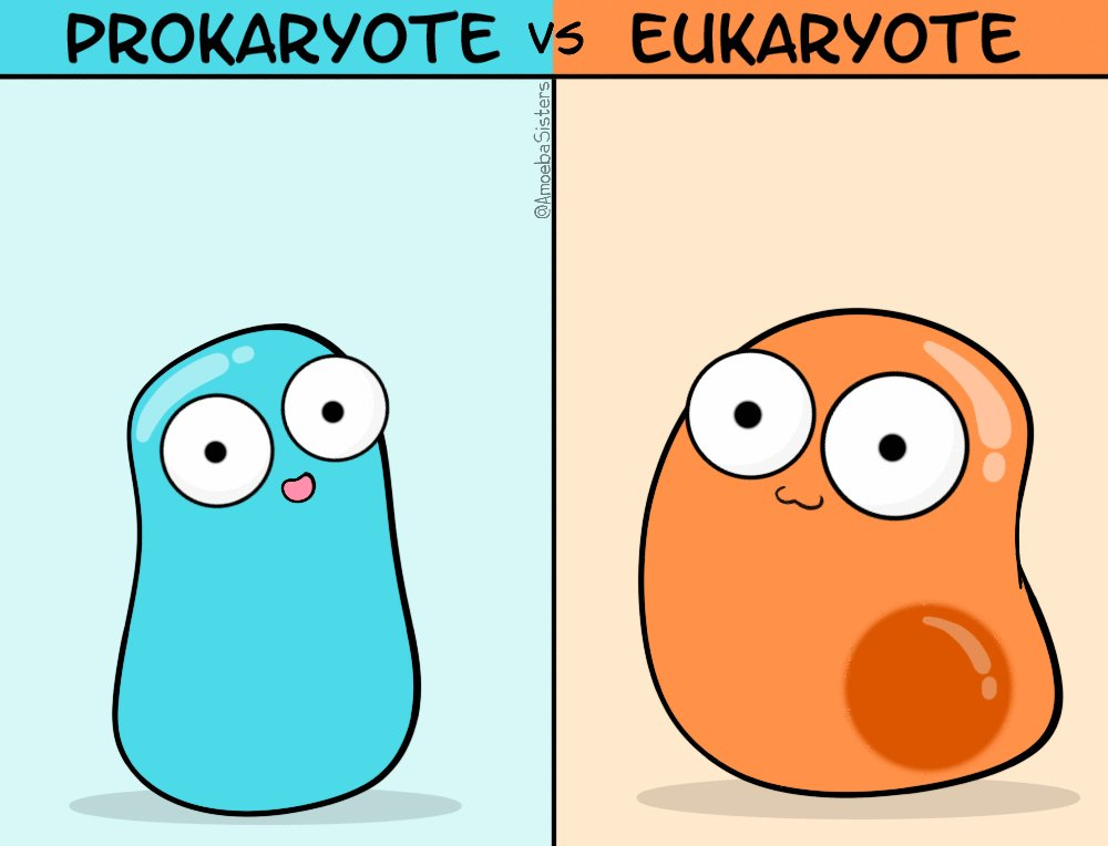 Eukaryotes and Prokaryotes