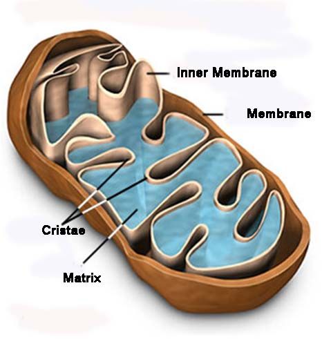 Mitochondria