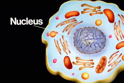 Nucleus 1