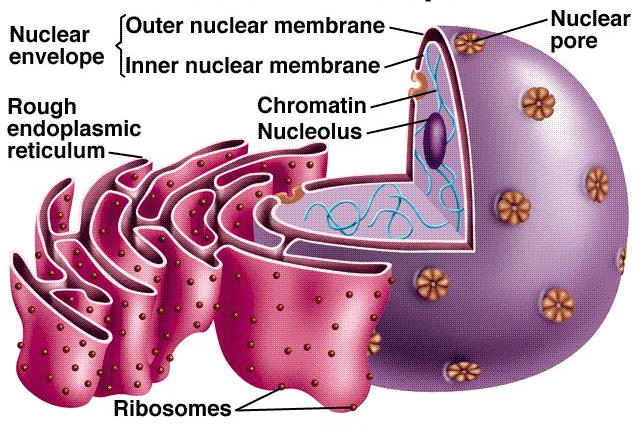 Nucleus 2