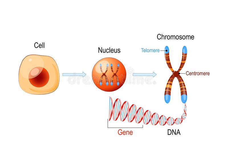 Nucleus 3