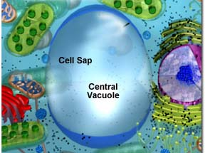 Vacuoles