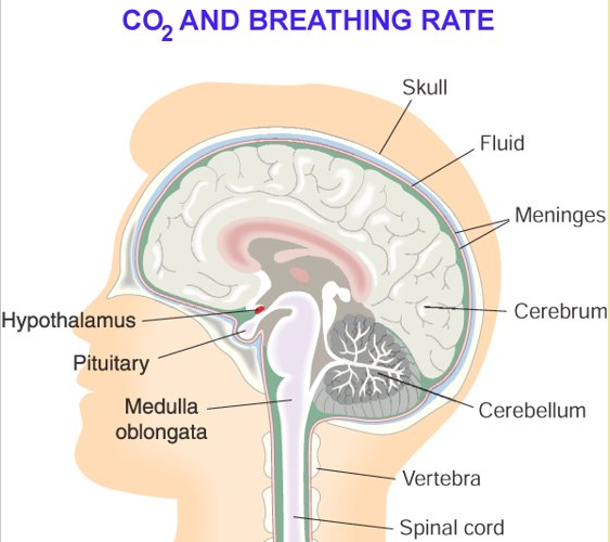 CO2 and Breathing Rate