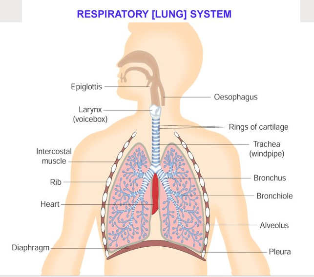 Respiratory (Lung) System