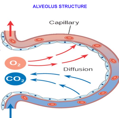 Alveolus Structure