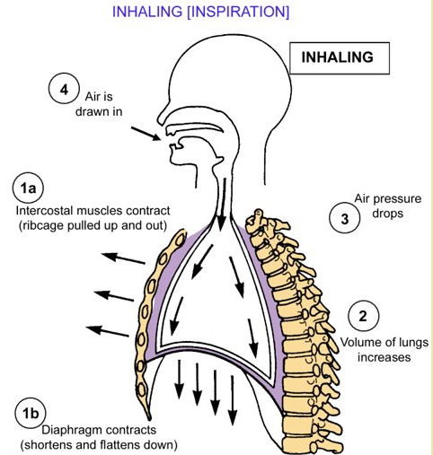 Inhaling [Inspiration]