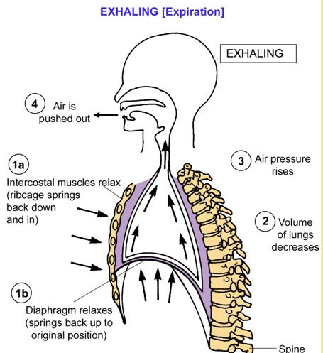 Exhaling [Expiration]