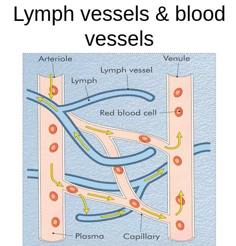 Lymph vessels & blood vessels