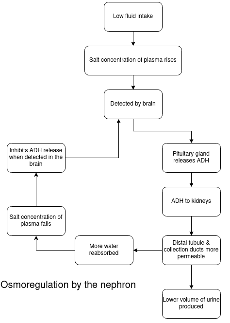 ADH Diagram