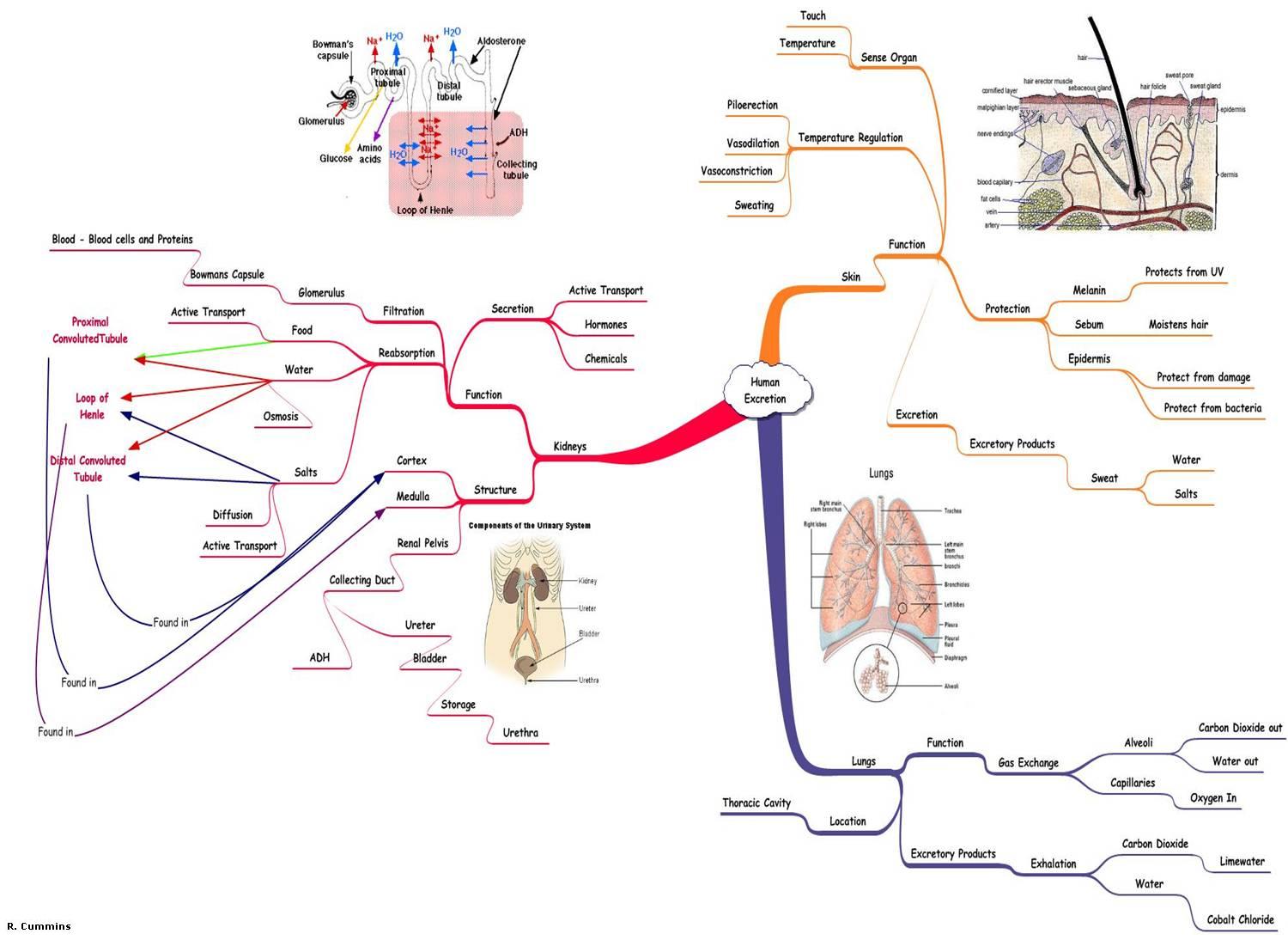 Excretion Mindmap