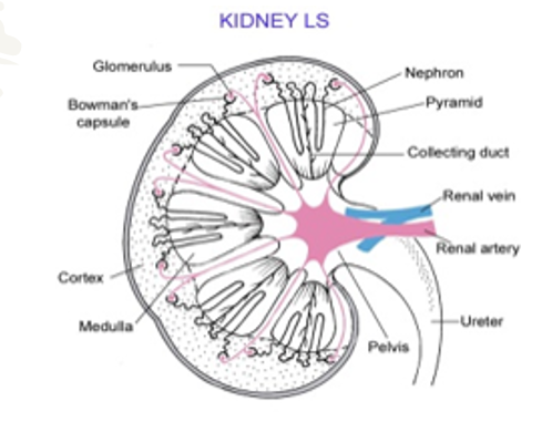 Kidney Structure