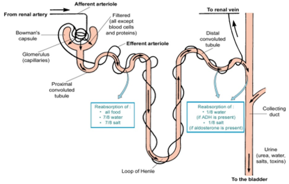 Nephron Structure 2