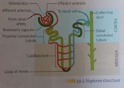 Nephron Structure