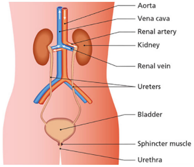 Urinary System