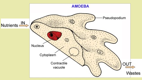 Amoeba