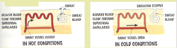 Controlling Body Temperature