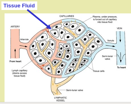 Tissue Fluid