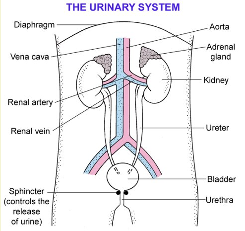 The Urinary System