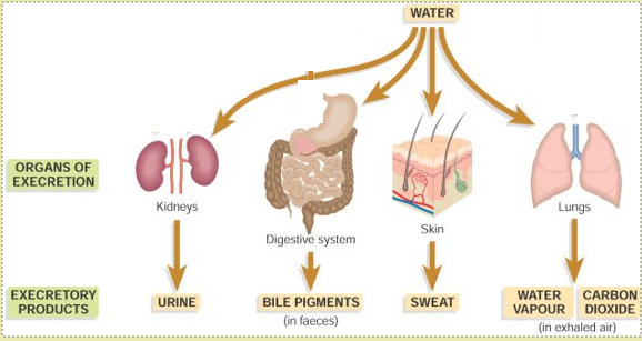 Water Levels in the Body