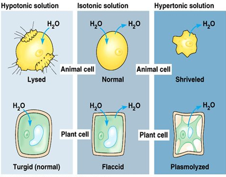 Concentrations 2