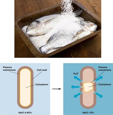 Examples of Food Preservation