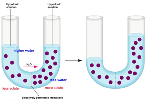 Osmosis 2